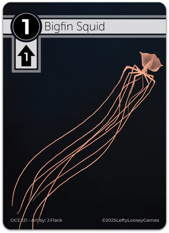 Bigfin Squid