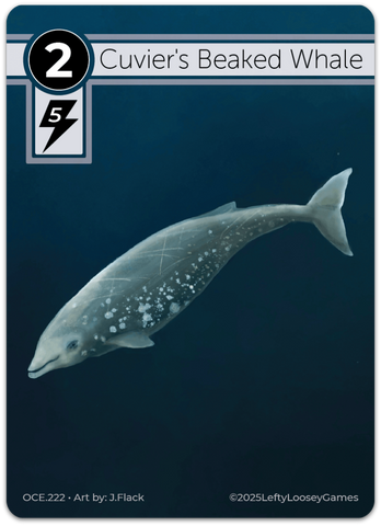 Cuvier’s Beaked Whale